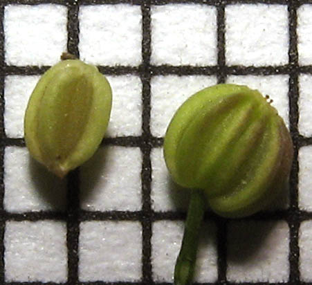 Detailed Picture 9 of Cyclospermum leptophyllum