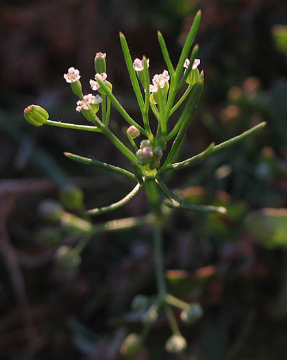 Detailed Picture 5 of Cyclospermum leptophyllum