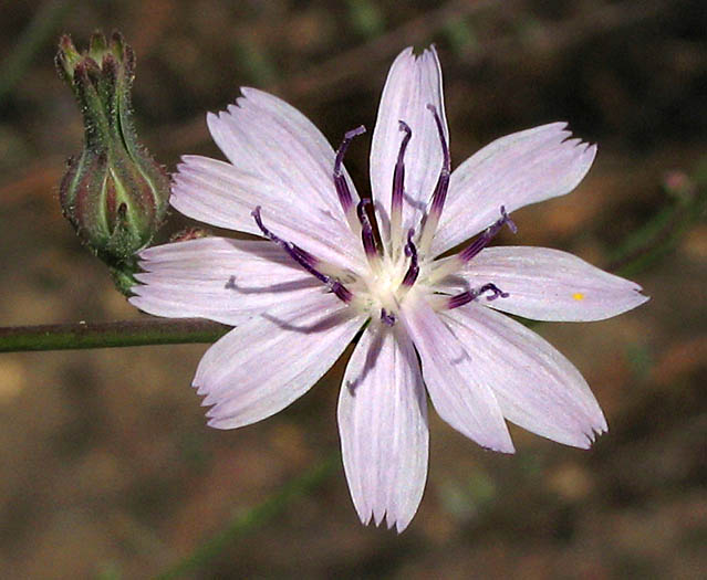 Detailed Picture 2 of Stephanomeria diegensis