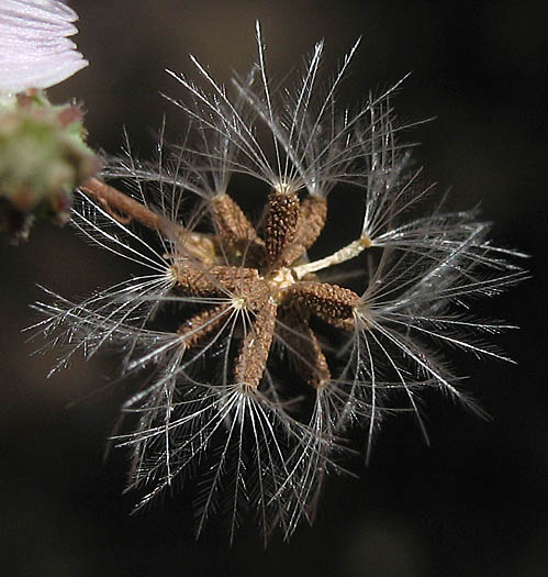 Detailed Picture 8 of Stephanomeria diegensis