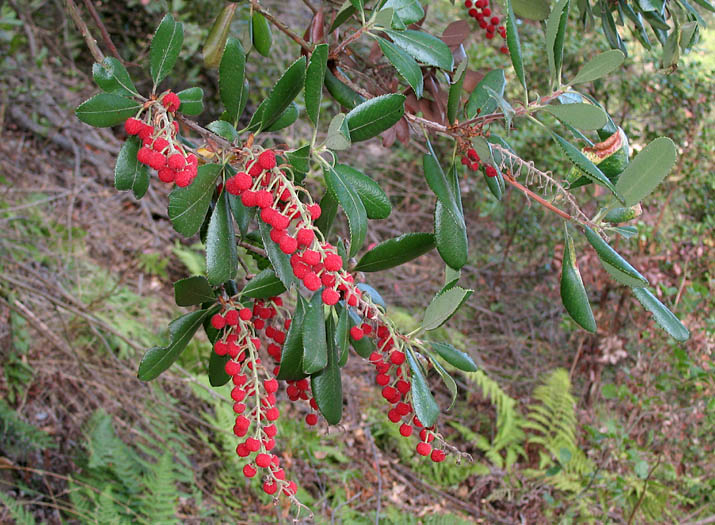 Detailed Picture 4 of Comarostaphylis diversifolia ssp. planifolia