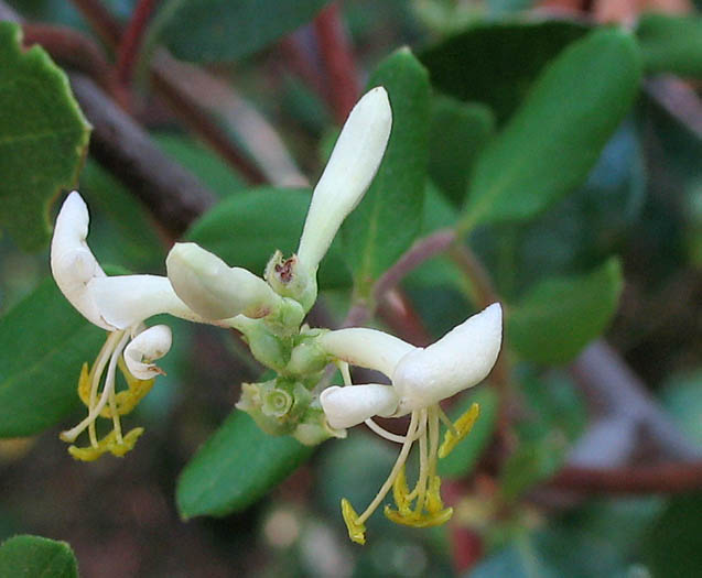 Detailed Picture 2 of Lonicera subspicata var. denudata