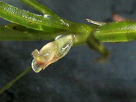 Detailed Picture 3 of Najas guadalupensis ssp. guadalupensis