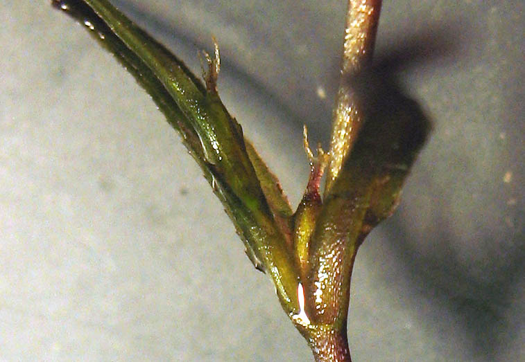 Detailed Picture 2 of Najas guadalupensis ssp. guadalupensis