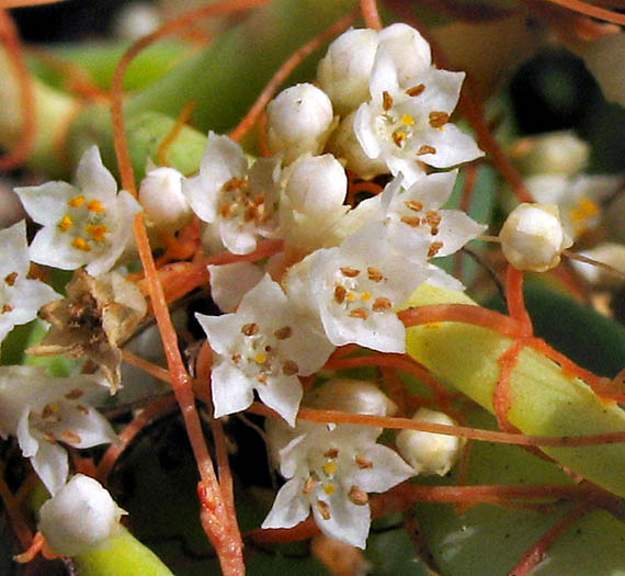 Detailed Picture 2 of Cuscuta pacifica var. pacifica