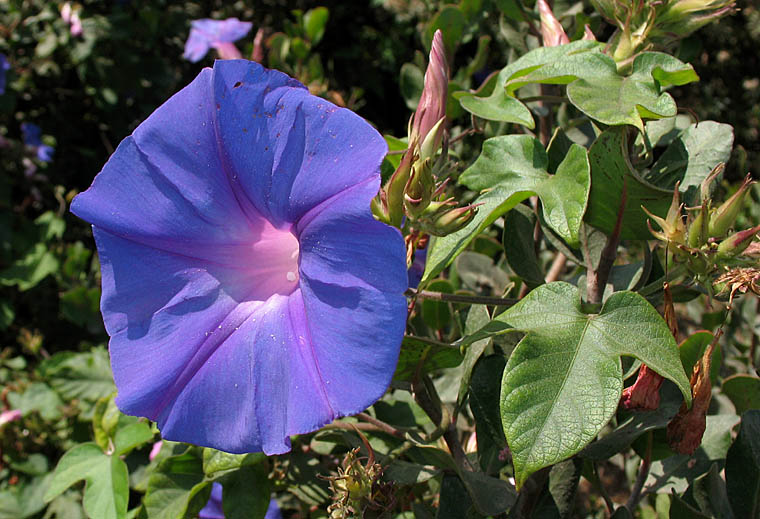 Detailed Picture 2 of Ipomoea indica