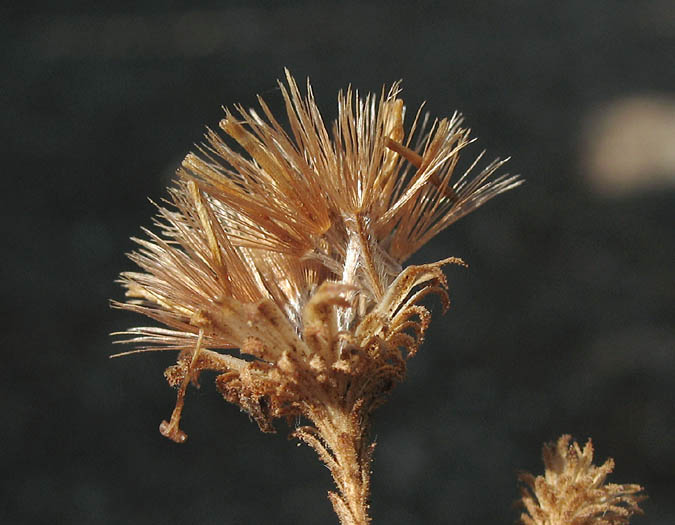 Detailed Picture 10 of Corethrogyne filaginifolia