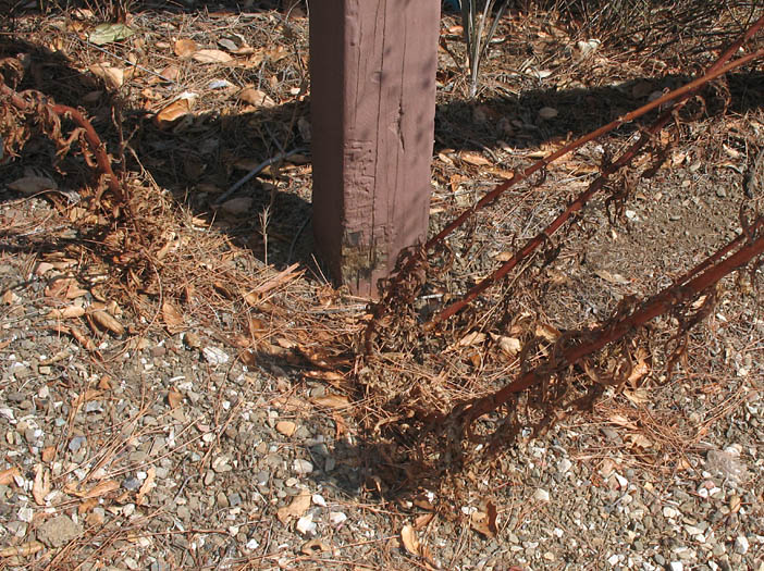 Detailed Picture 7 of Malacothrix saxatilis var. tenuifolia