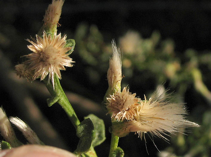Detailed Picture 8 of Baccharis pilularis ssp. consanguinea