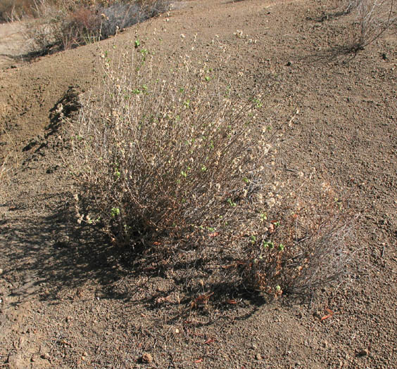 Detailed Picture 3 of Brickellia californica