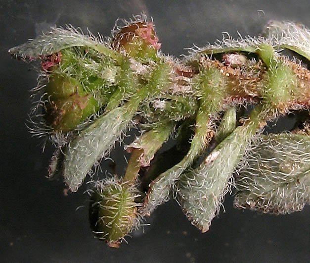 Detailed Picture 6 of Euphorbia prostrata