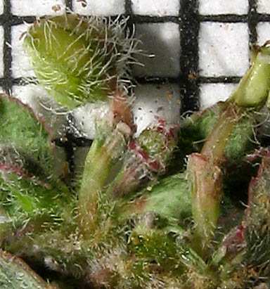 Detailed Picture 2 of Euphorbia prostrata