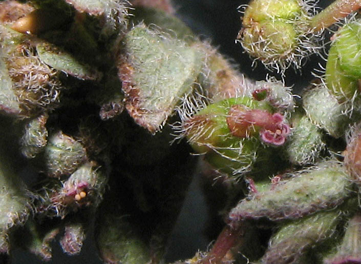 Detailed Picture 1 of Euphorbia prostrata