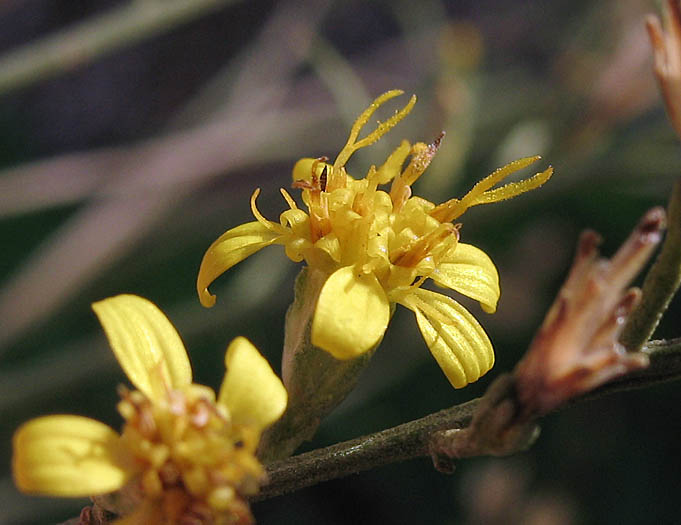 Detailed Picture 2 of Gutierrezia californica