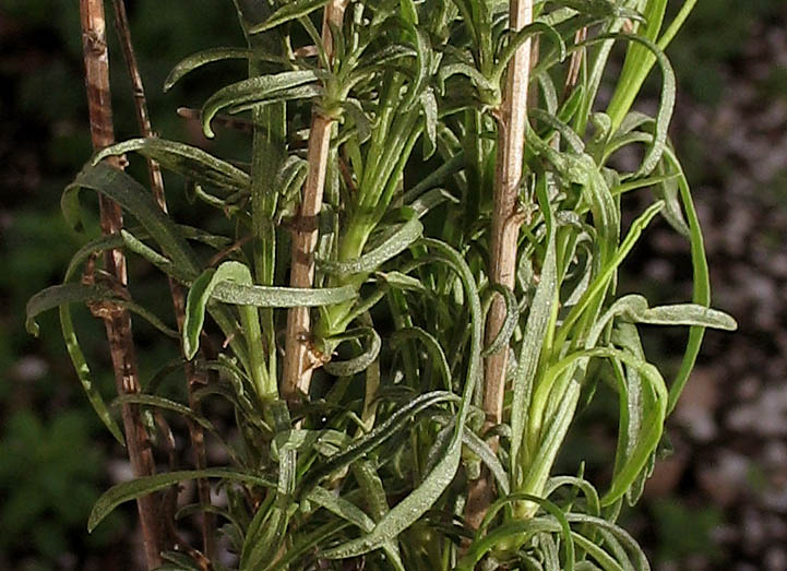 Detailed Picture 5 of Gutierrezia californica