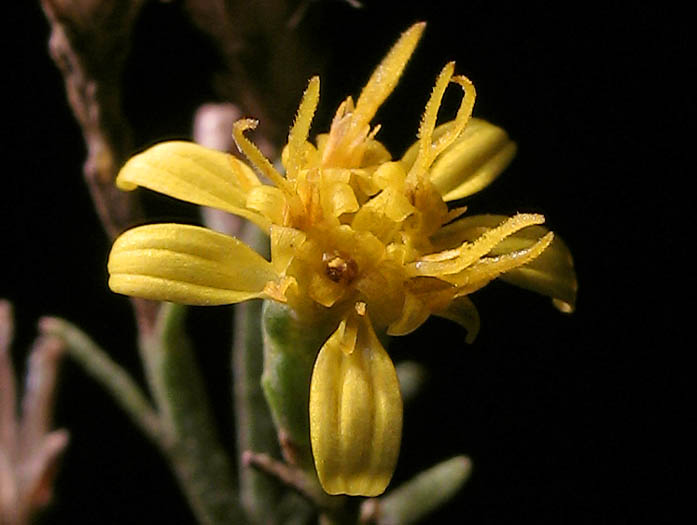 Detailed Picture 1 of Gutierrezia californica