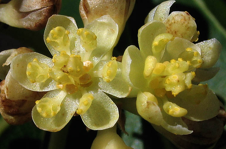 Detailed Picture 1 of Umbellularia californica