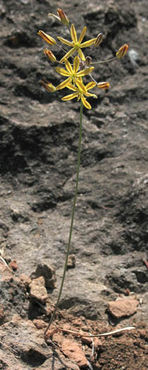 Detailed Picture 5 of Bloomeria crocea var. crocea