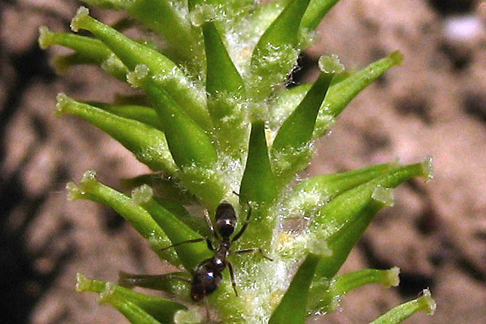 Detailed Picture 3 of Salix laevigata