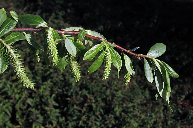 Detailed Picture 5 of Salix laevigata