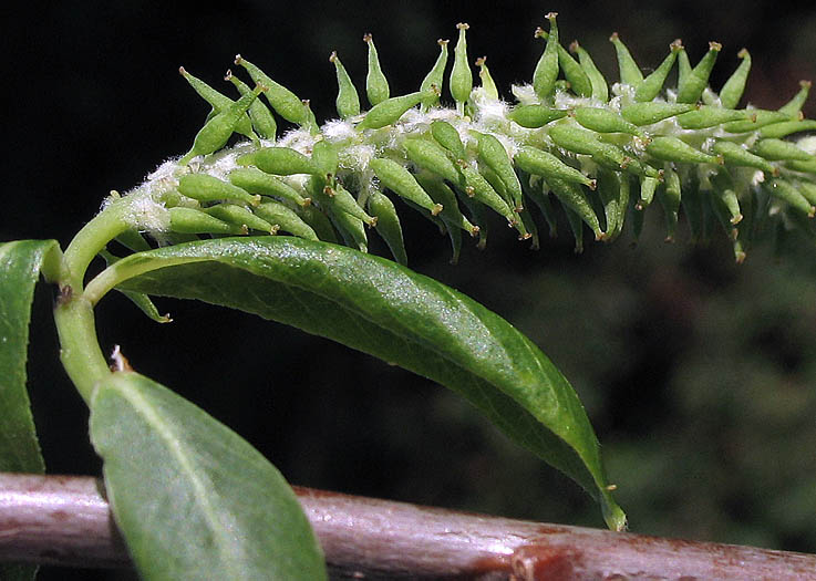 Detailed Picture 4 of Salix laevigata