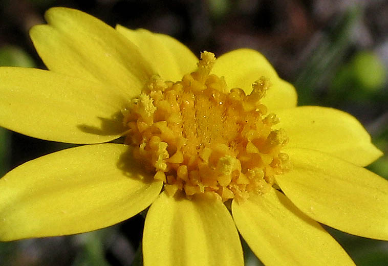 Detailed Picture 1 of Lasthenia glabrata ssp. coulteri
