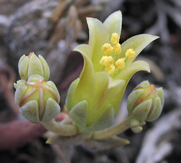 Detailed Picture 1 of Dudleya parva