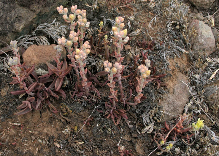 Detailed Picture 4 of Dudleya parva