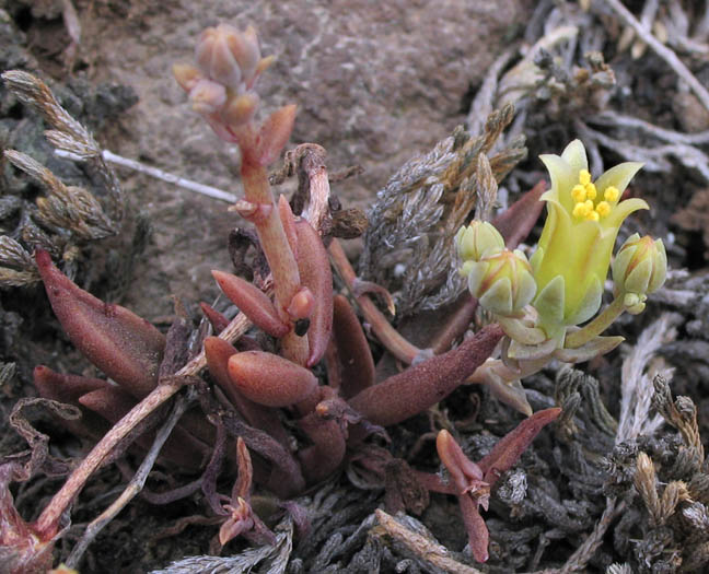 Detailed Picture 3 of Dudleya parva