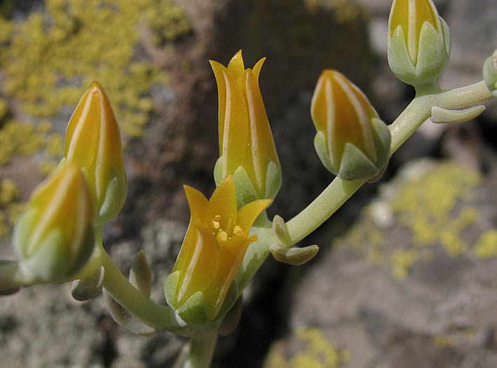Detailed Picture 2 of Dudleya cymosa ssp. agourensis