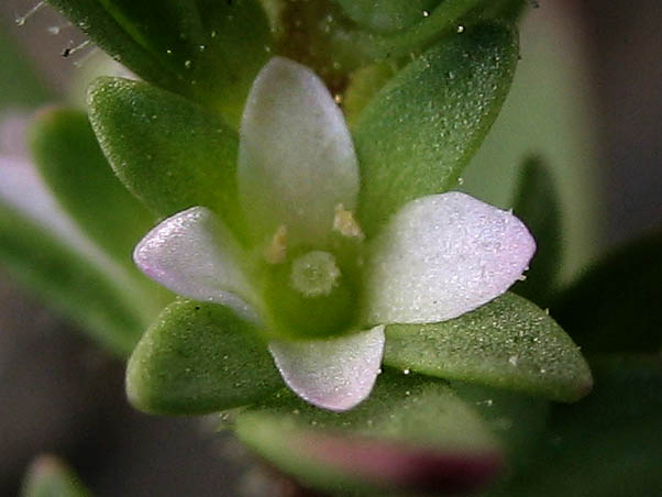 Detailed Picture 1 of Veronica peregrina ssp. xalapensis