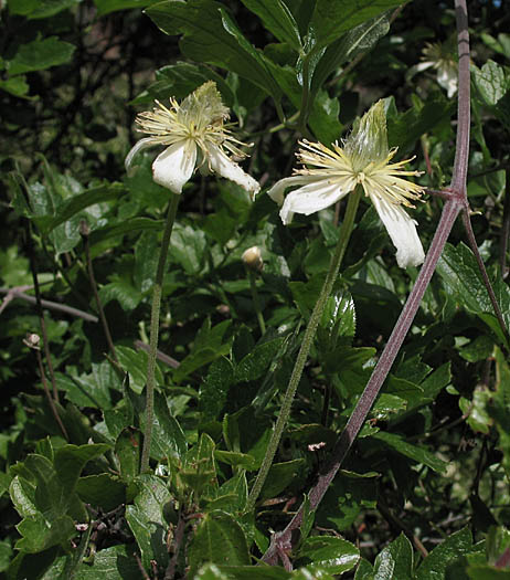 Detailed Picture 4 of Clematis lasiantha