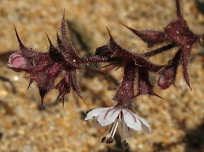 Detailed Picture 4 of Mucronea californica