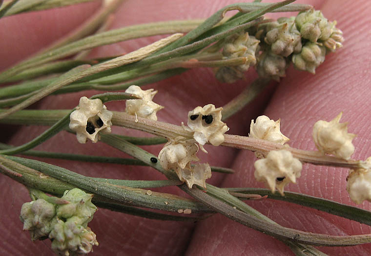 Detailed Picture 5 of Oligomeris linifolia
