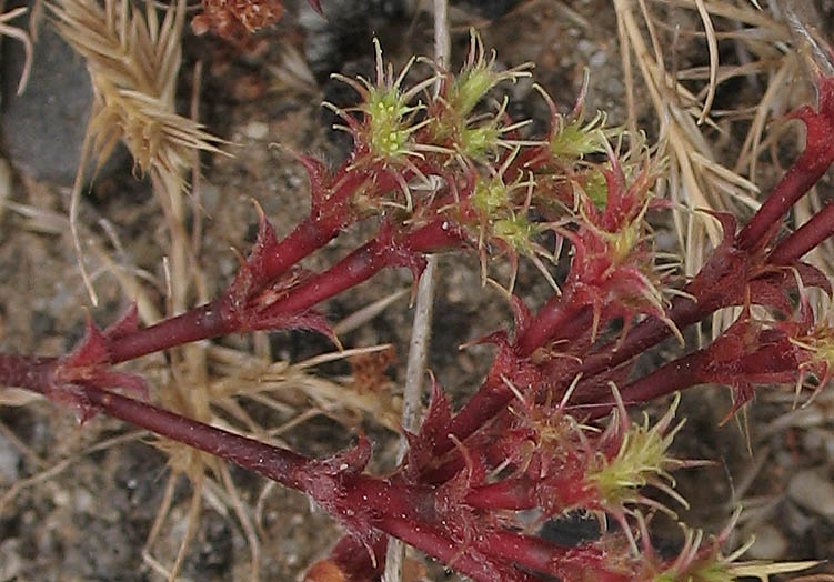 Detailed Picture 3 of Lastarriaea coriacea