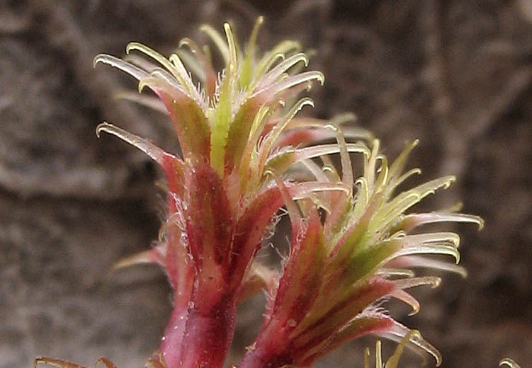 Detailed Picture 2 of Lastarriaea coriacea