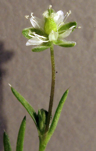 Detailed Picture 3 of Sagina decumbens ssp. occidentalis