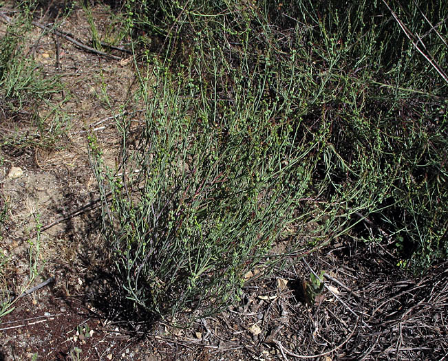 Detailed Picture 9 of Stillingia linearifolia