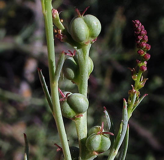 Detailed Picture 5 of Stillingia linearifolia