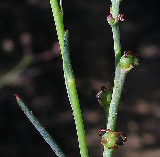 Detailed Picture 6 of Stillingia linearifolia