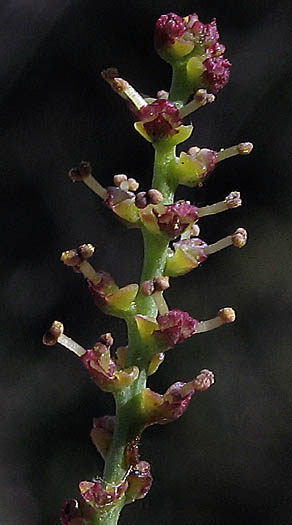 Detailed Picture 3 of Stillingia linearifolia