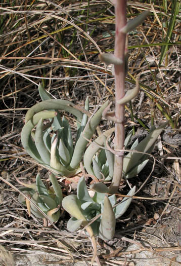 Detailed Picture 4 of Dudleya caespitosa