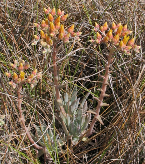 Detailed Picture 3 of Dudleya caespitosa