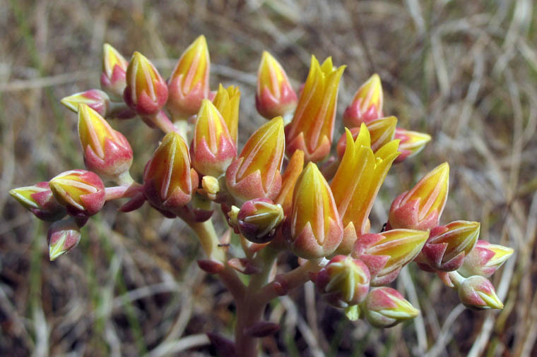 Detailed Picture 2 of Dudleya caespitosa