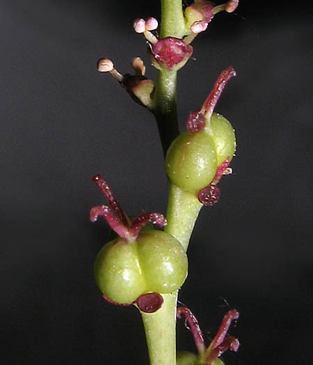 Detailed Picture 4 of Stillingia linearifolia