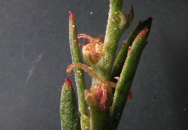 Detailed Picture 2 of Stillingia linearifolia