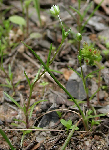 Detailed Picture 4 of Sagina decumbens ssp. occidentalis