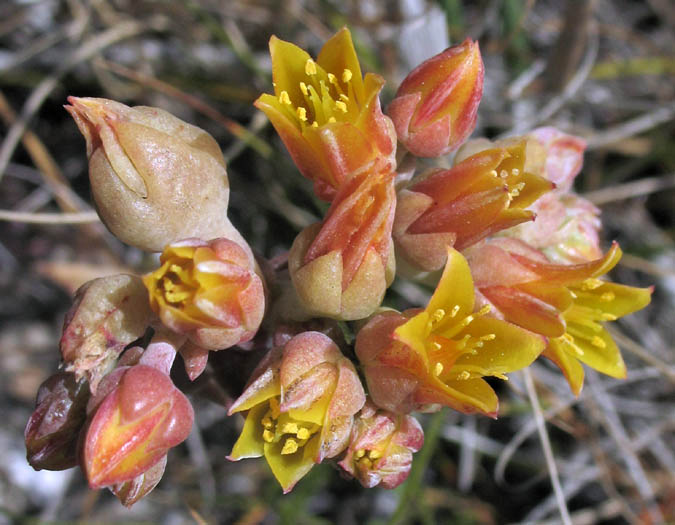 Detailed Picture 1 of Dudleya caespitosa