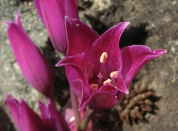 Detailed Picture 1 of Allium peninsulare var. peninsulare