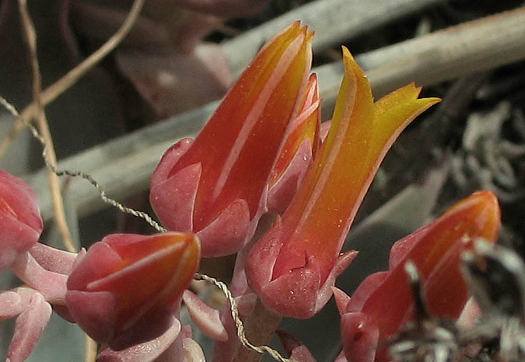 Detailed Picture 1 of Dudleya cymosa ssp. cymosa